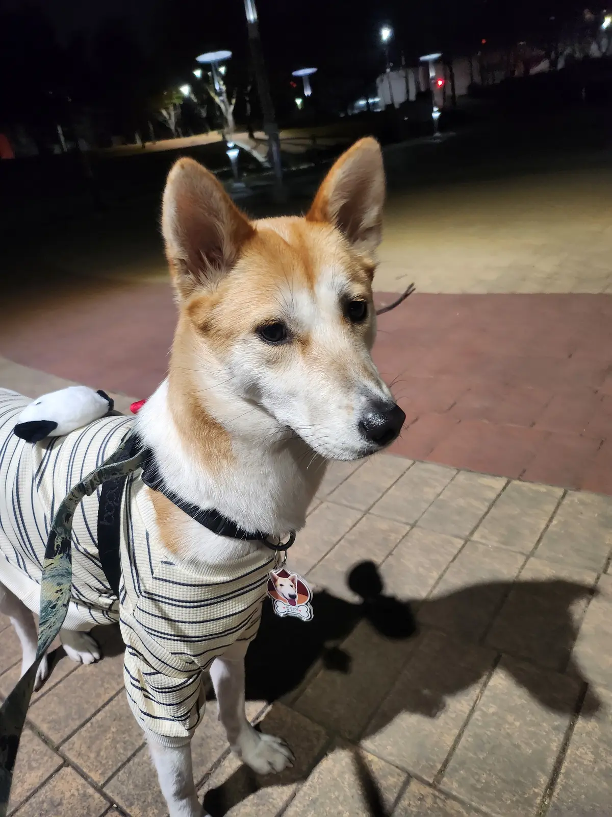 이미지 12