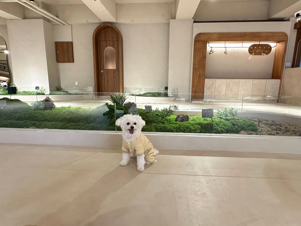 이미지 4