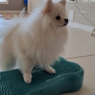 양산 포메 산책교육