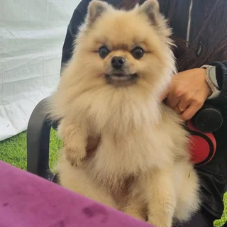 천안 K-DOG FESTIVAL 반려견 축제
