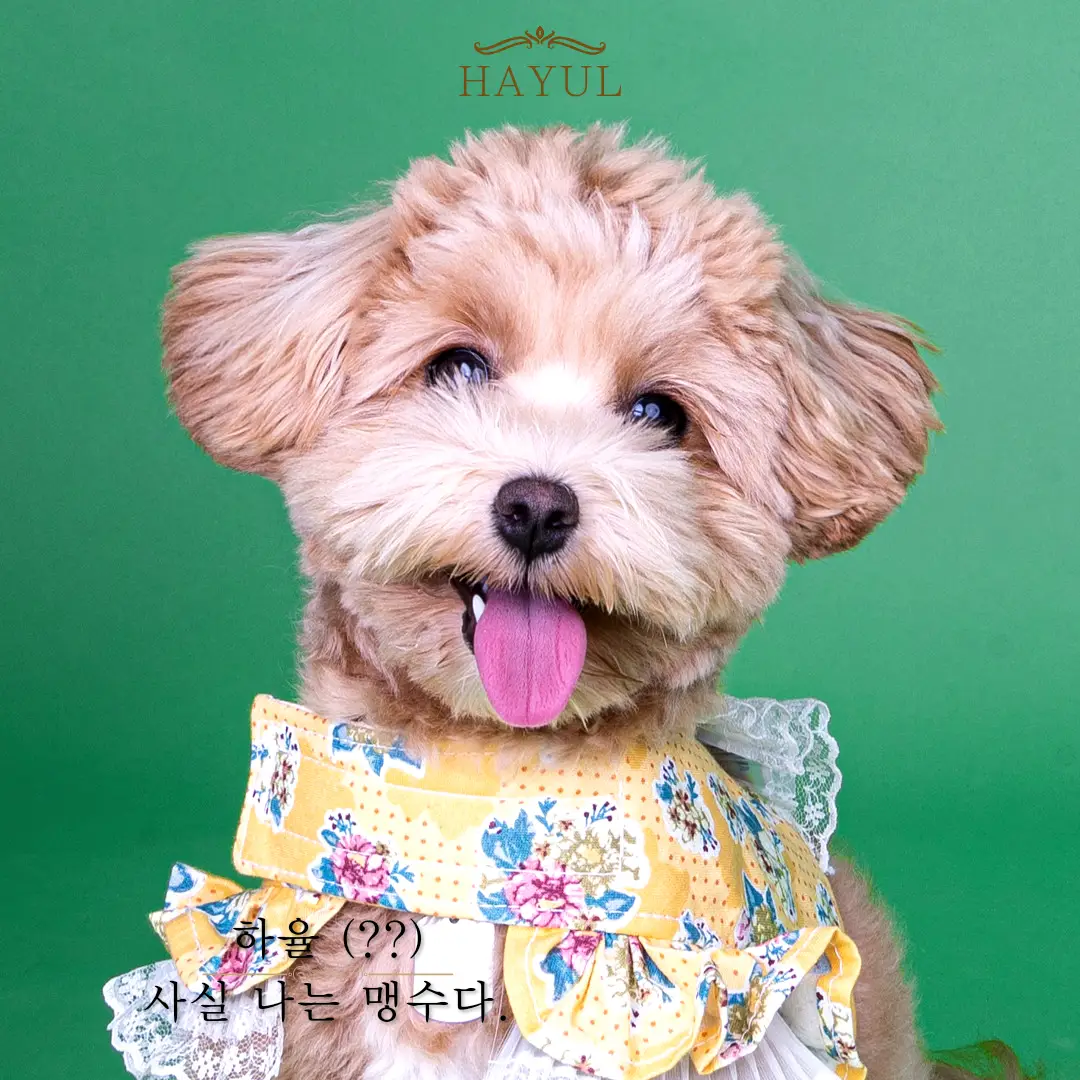이미지 11