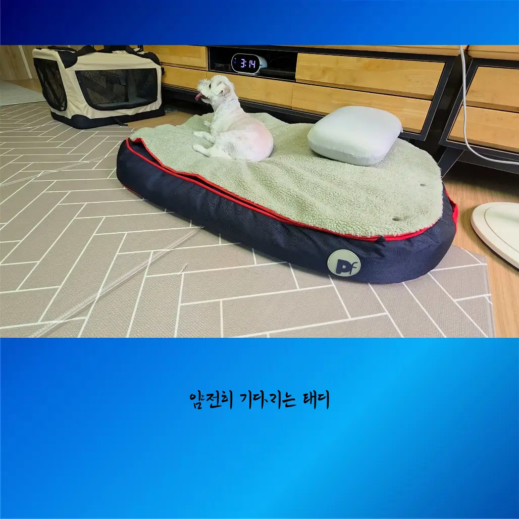 이미지 12