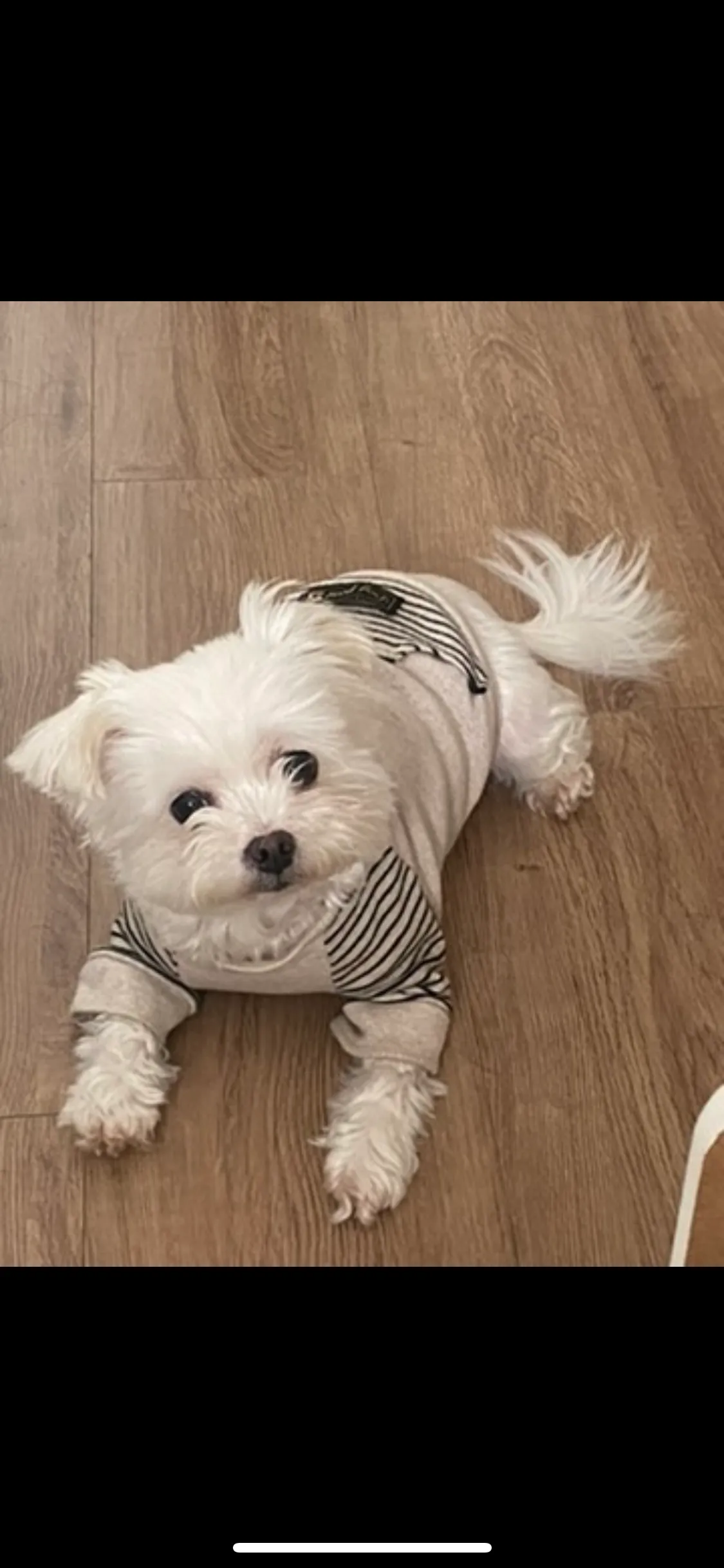 [월 4회] 김명언의 반려견 산책 패스 상세 이미지 2