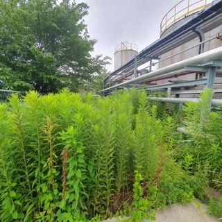울산 공장 200평 예초: 복잡한 환경 속 안전과 깔끔함을 동시에!
