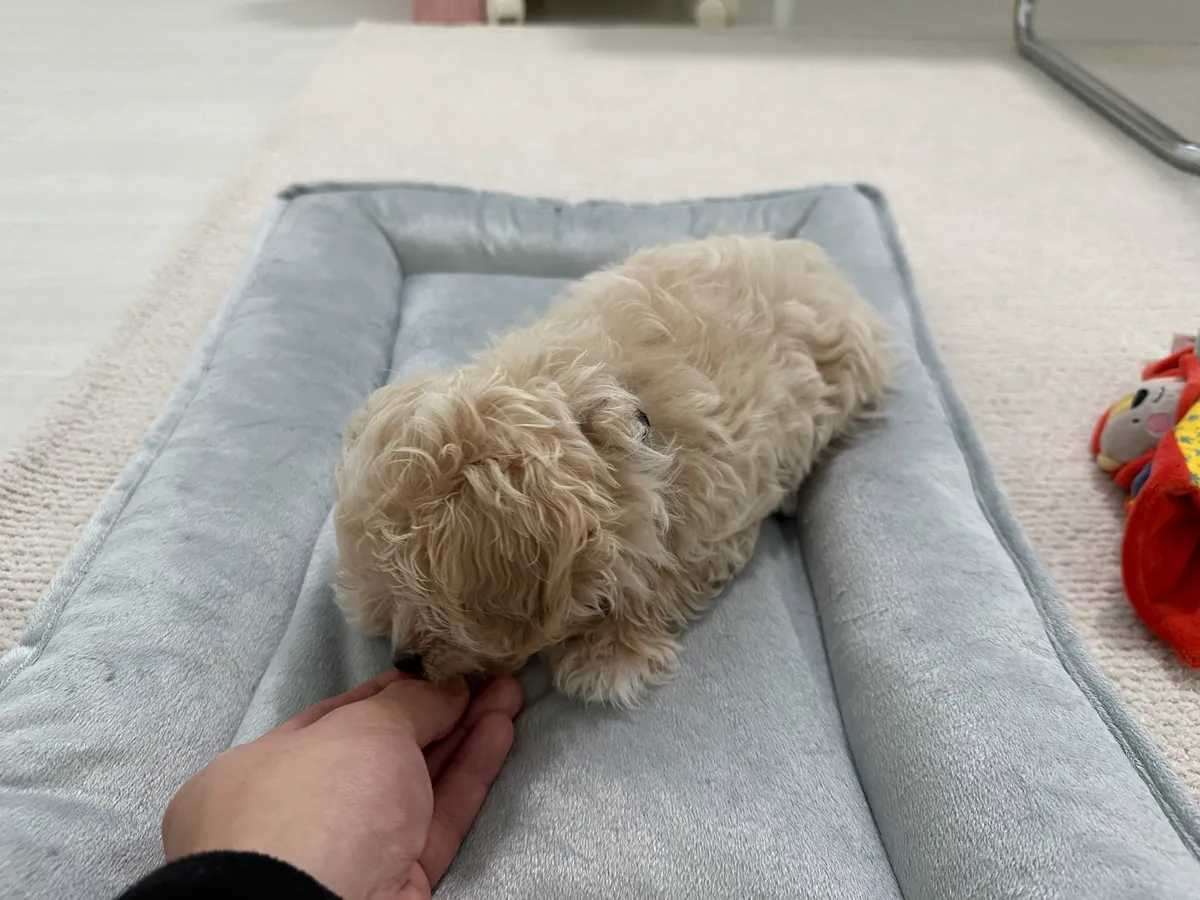 이미지 5