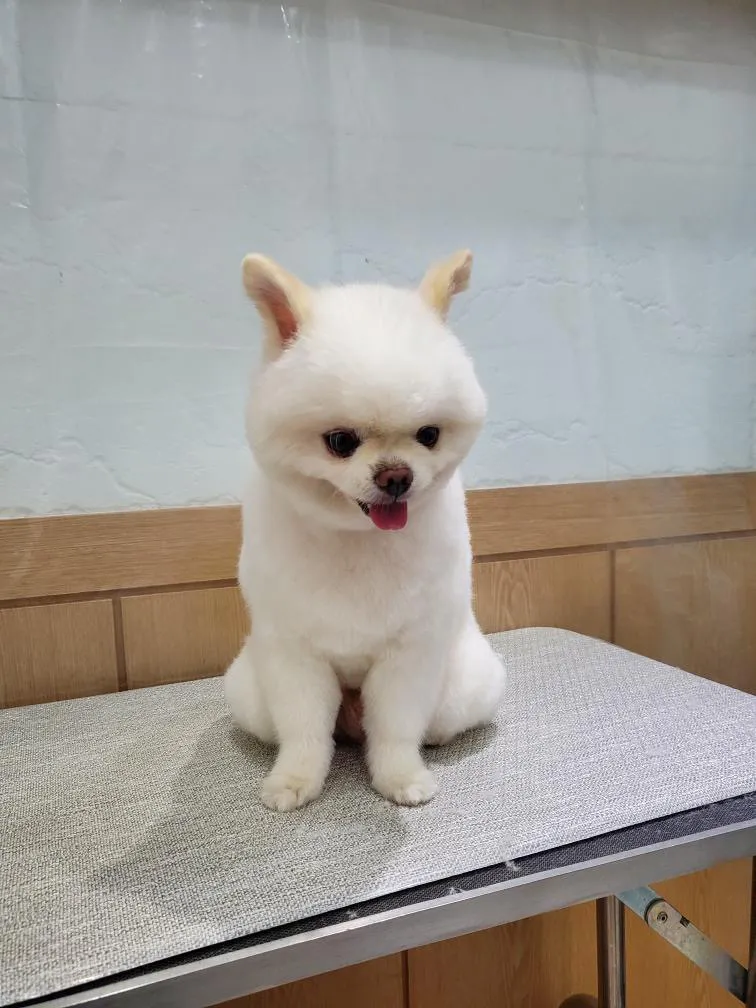 이미지 4