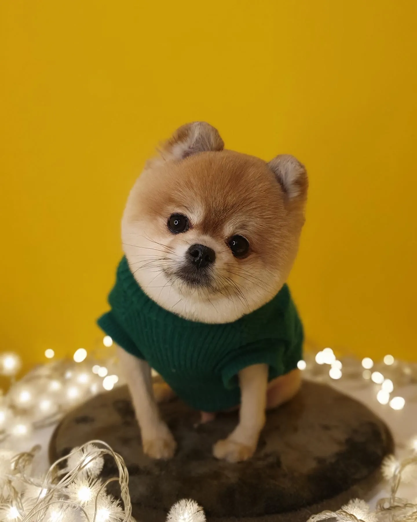 이미지 7