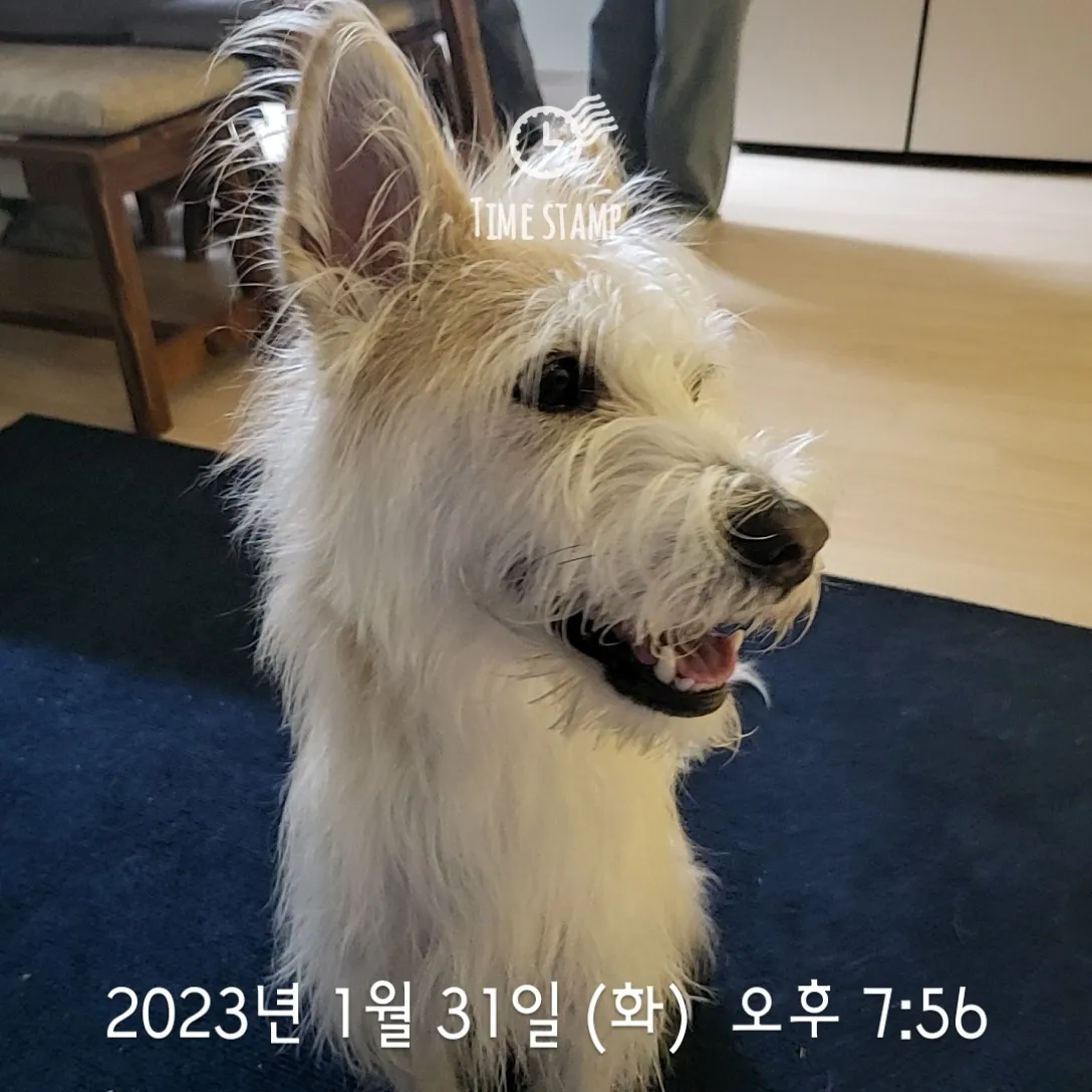 이미지 6