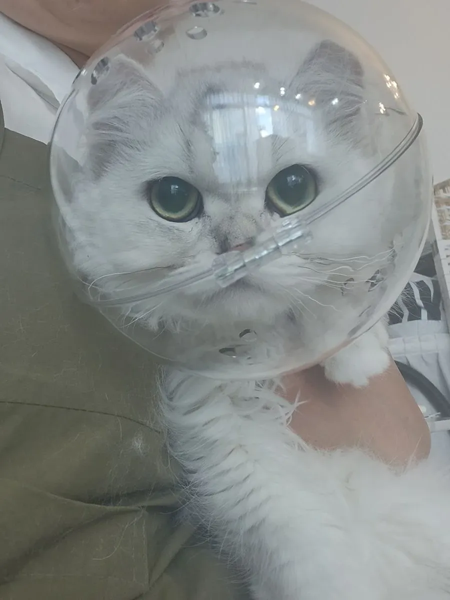 이미지 8