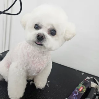 오늘 미용한 칭구..루니..~^^