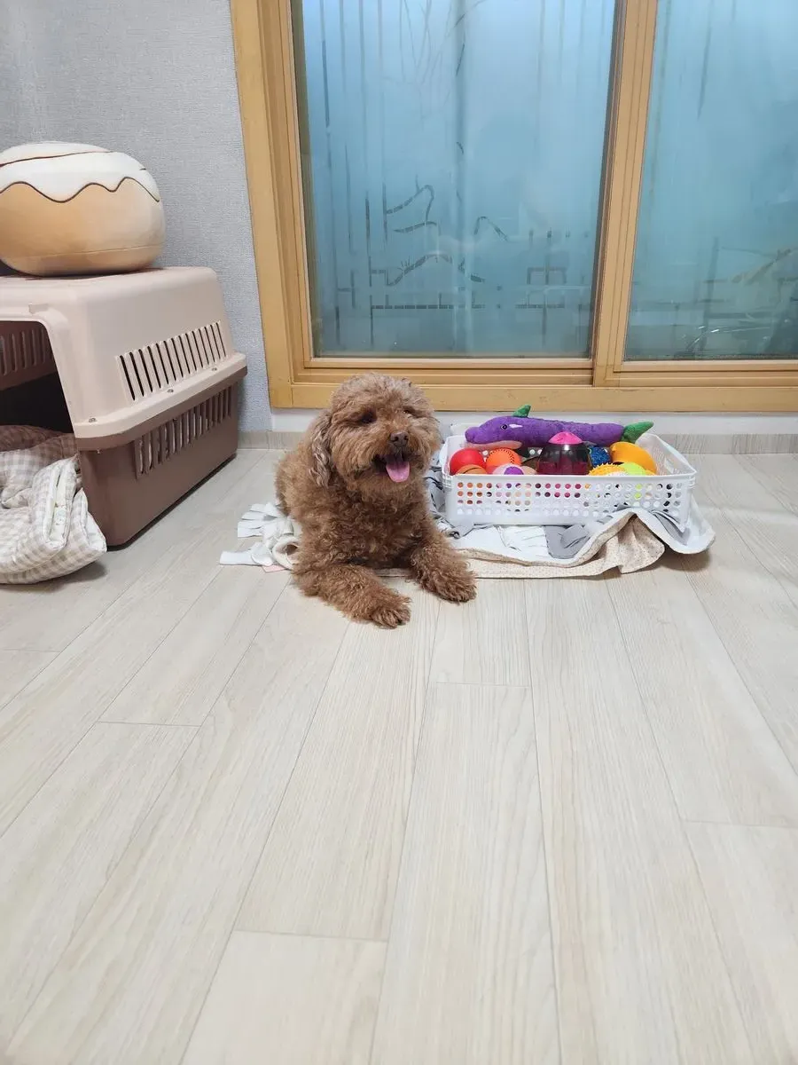이미지 5