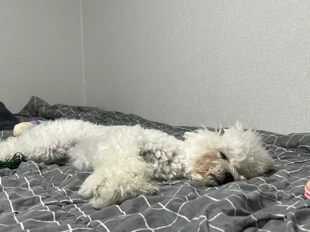 이미지 7