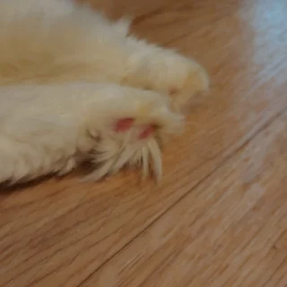 캣시터_부천시