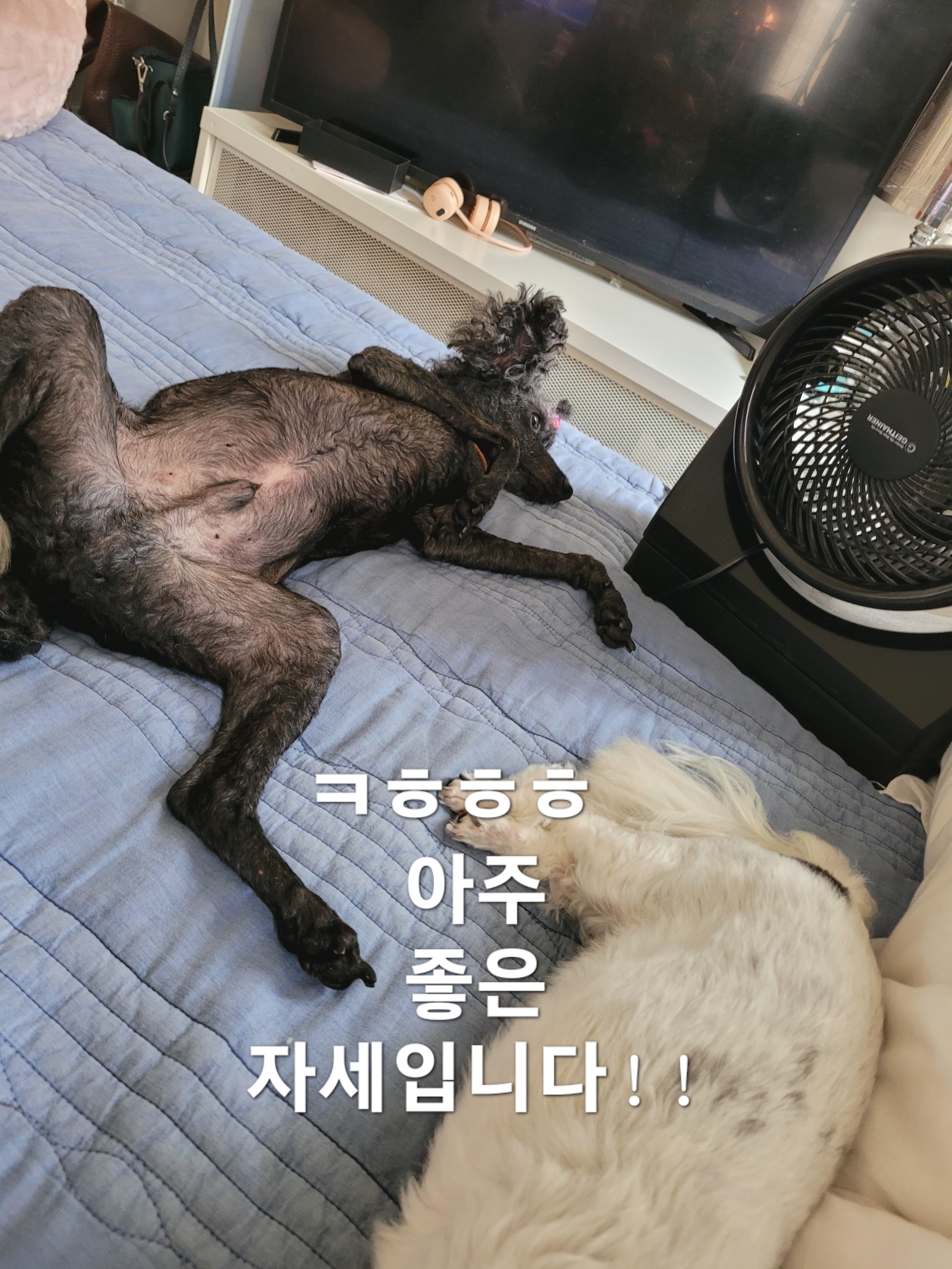 이미지 11