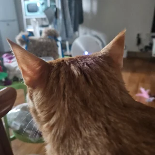 사랑스런  냥이