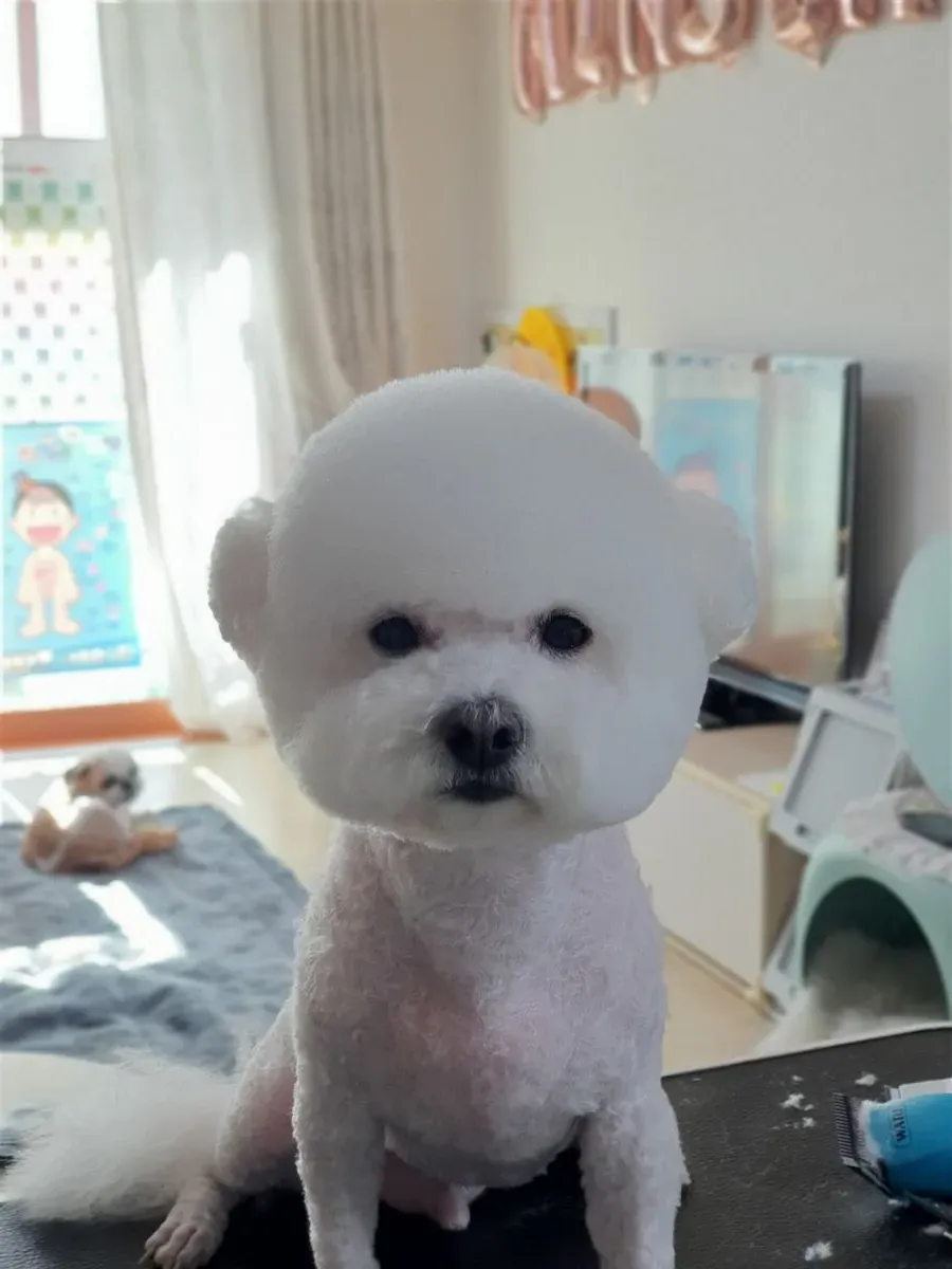 이미지 11