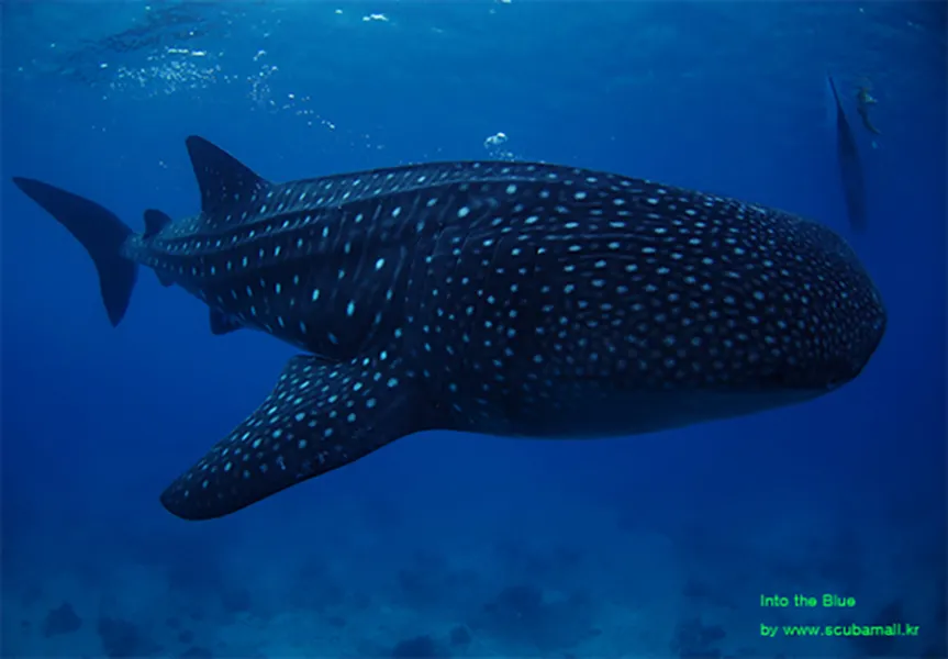 이미지 11