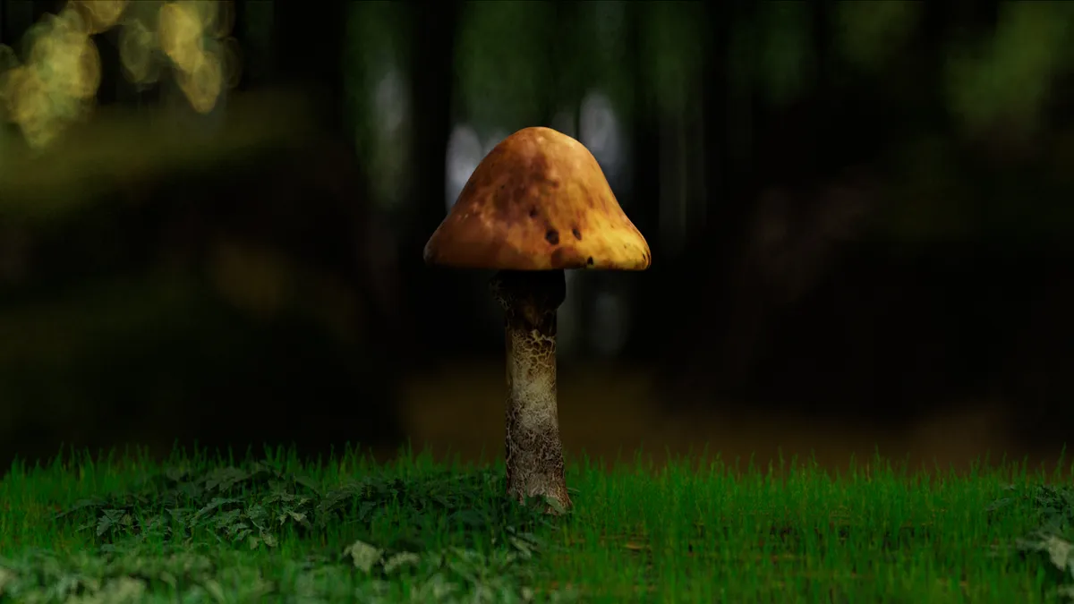 이미지 5
