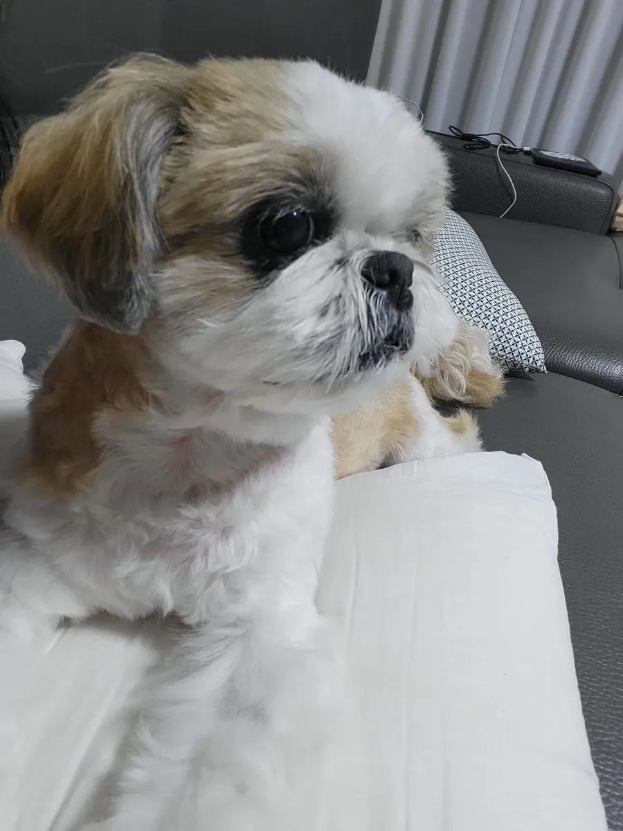 이미지 4