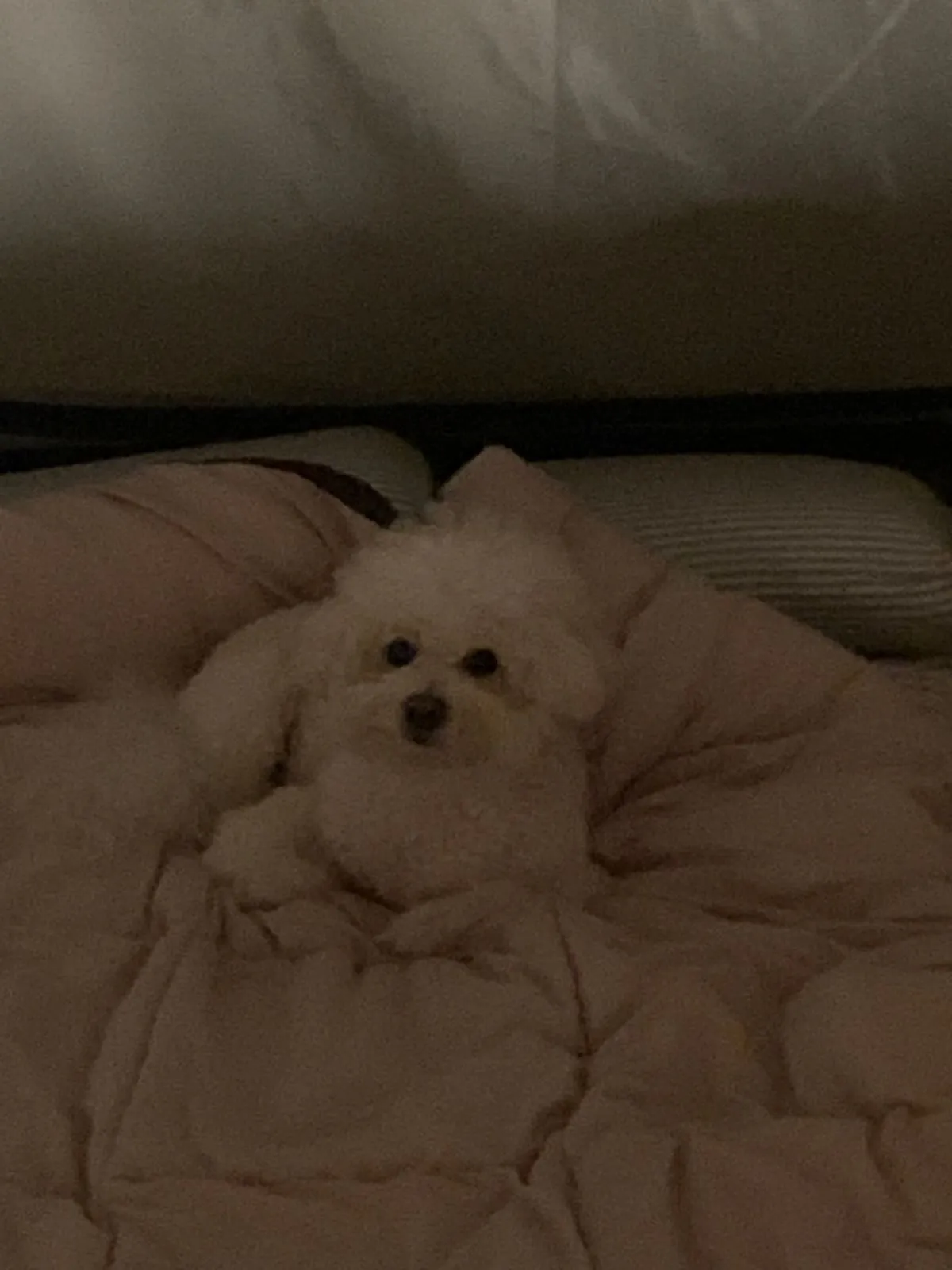 이미지 8