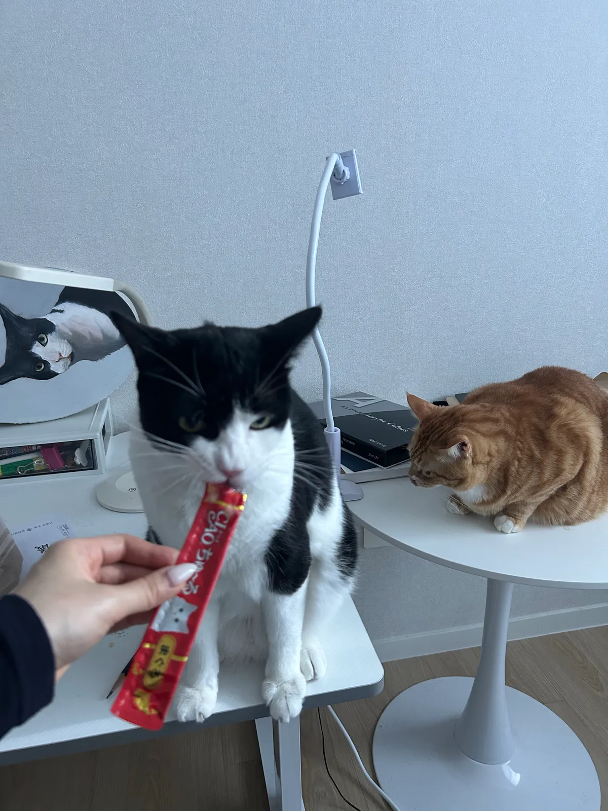 이미지 12