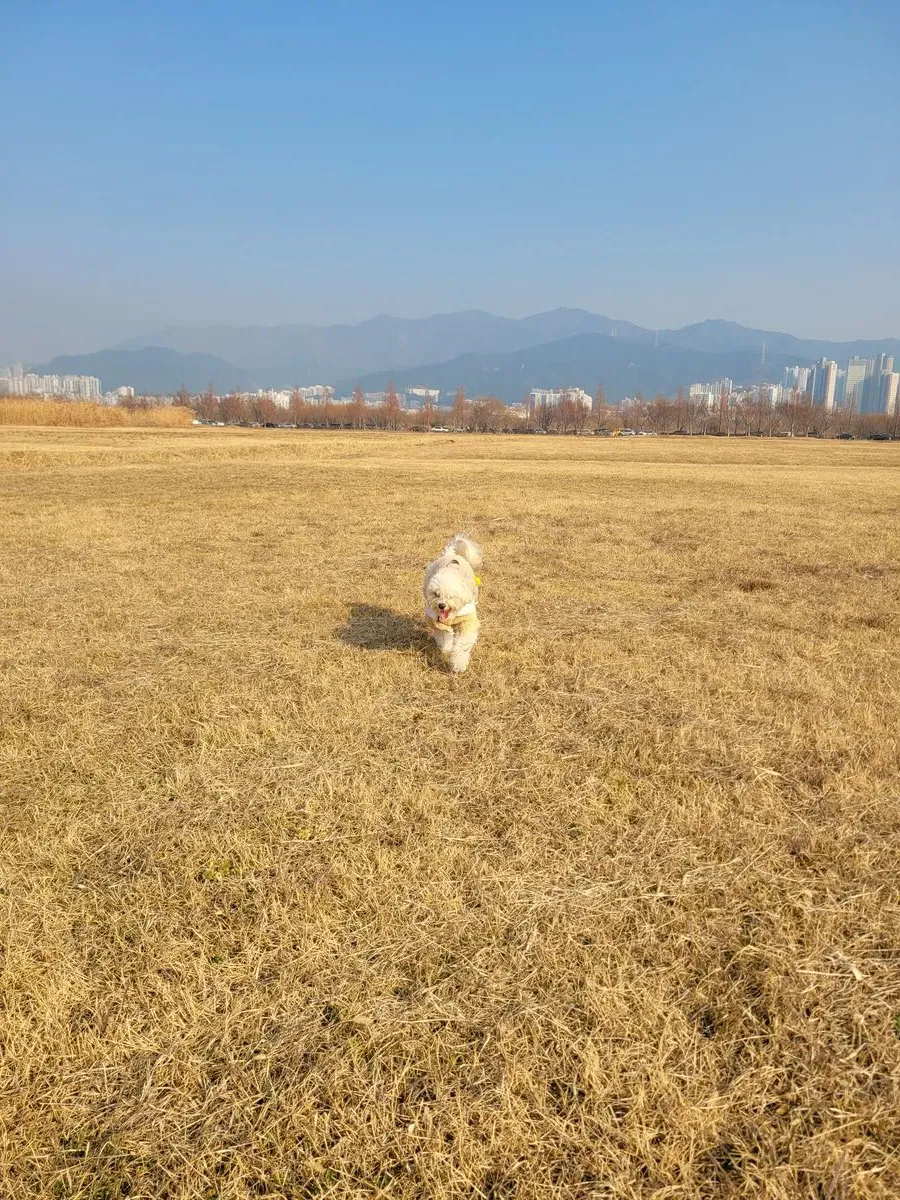 이미지 4