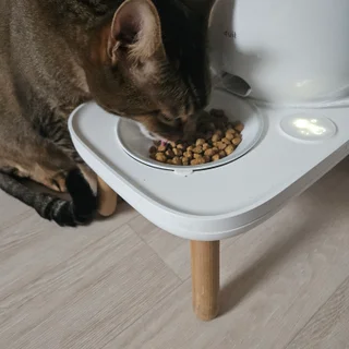 고양이 2마리 돌봄