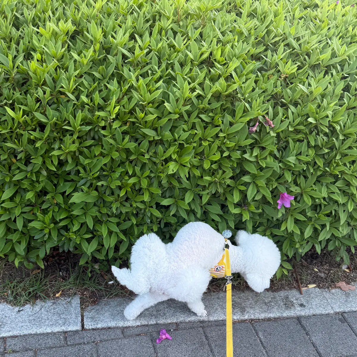 이미지 16