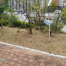 상가 화단벌초 및 나무제거 작업 전후