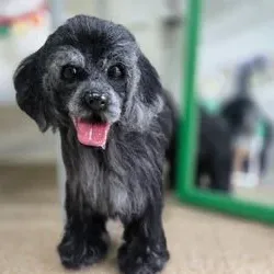 양모펠트 전신 인형