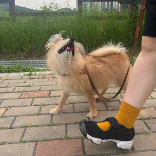 선생님을 좋아해주는 대추