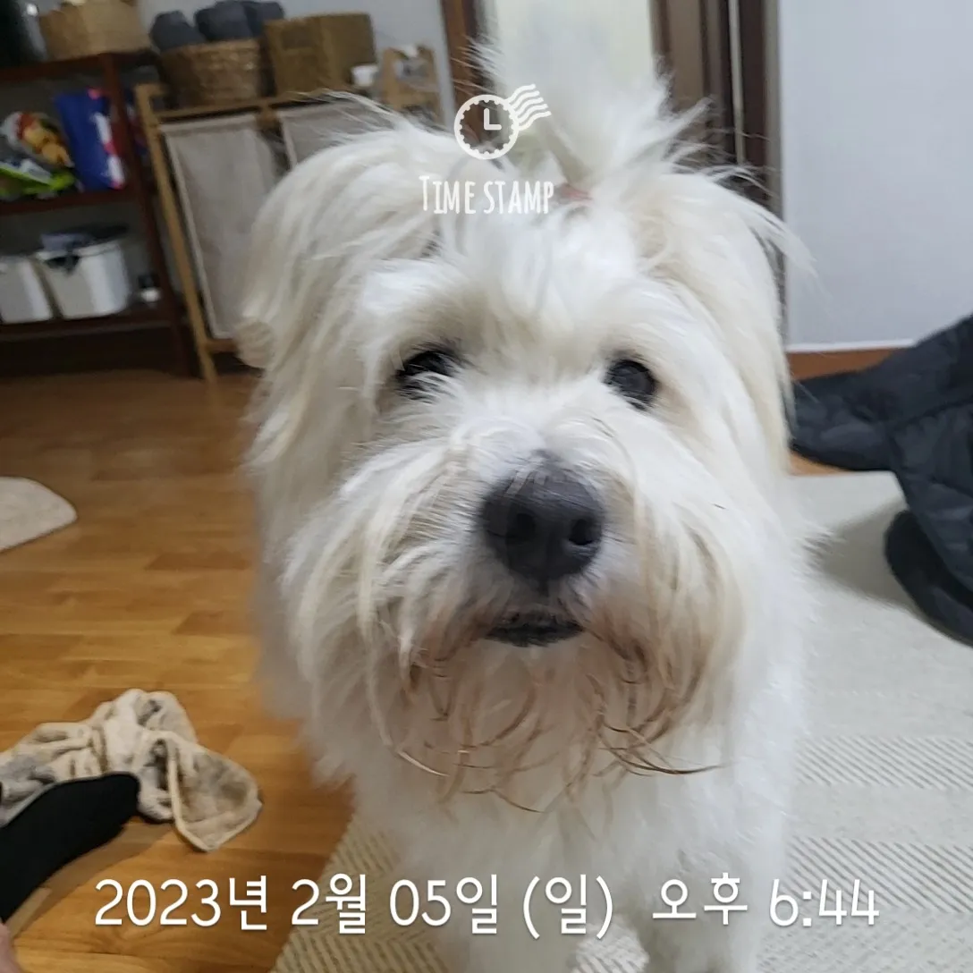 이미지 4
