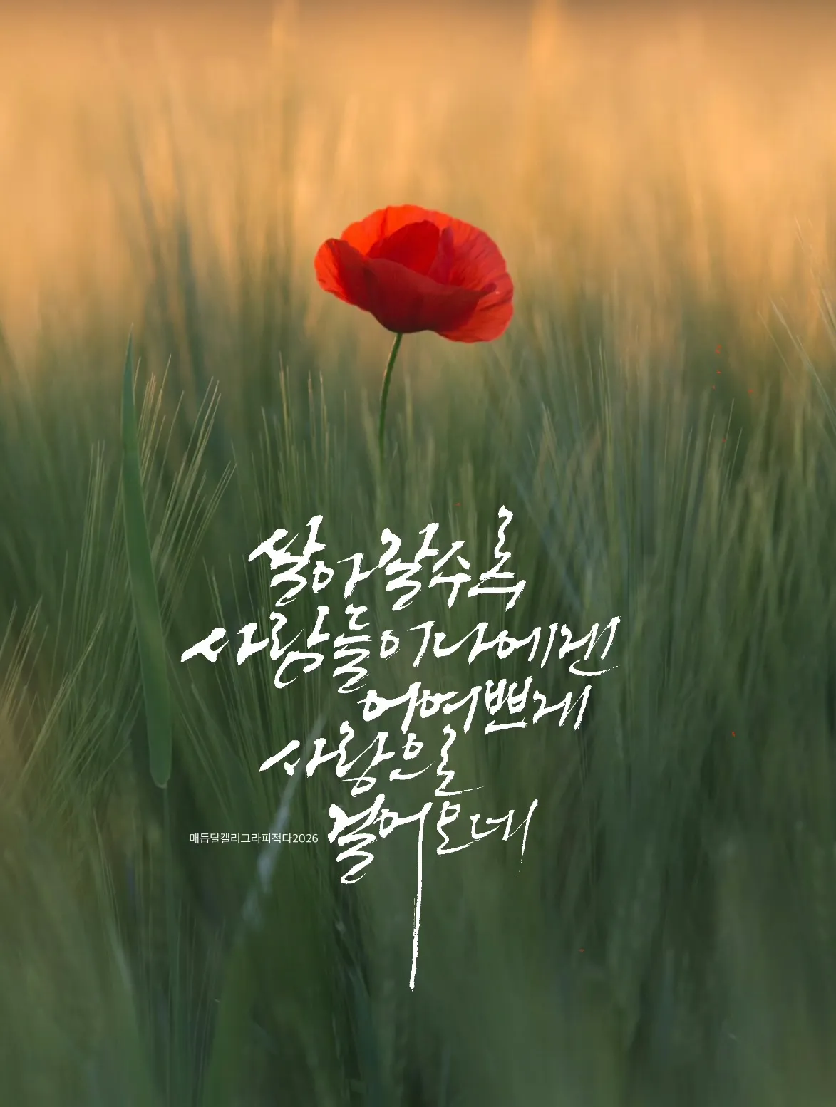 이미지 26