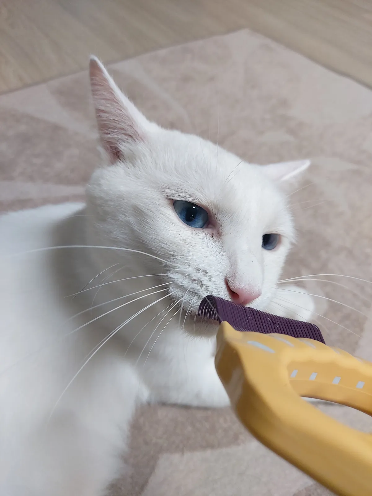 이미지 3
