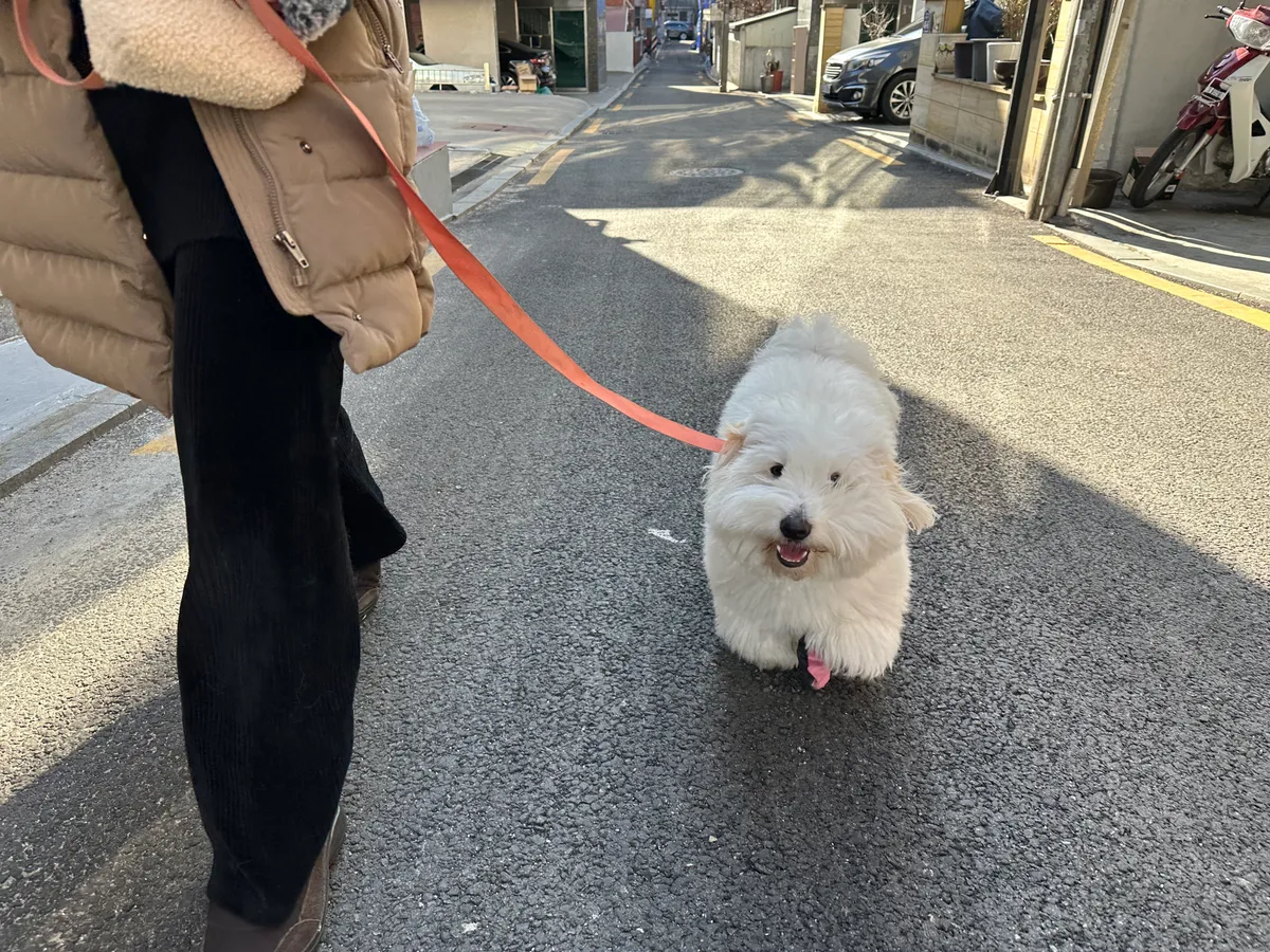 이미지 4