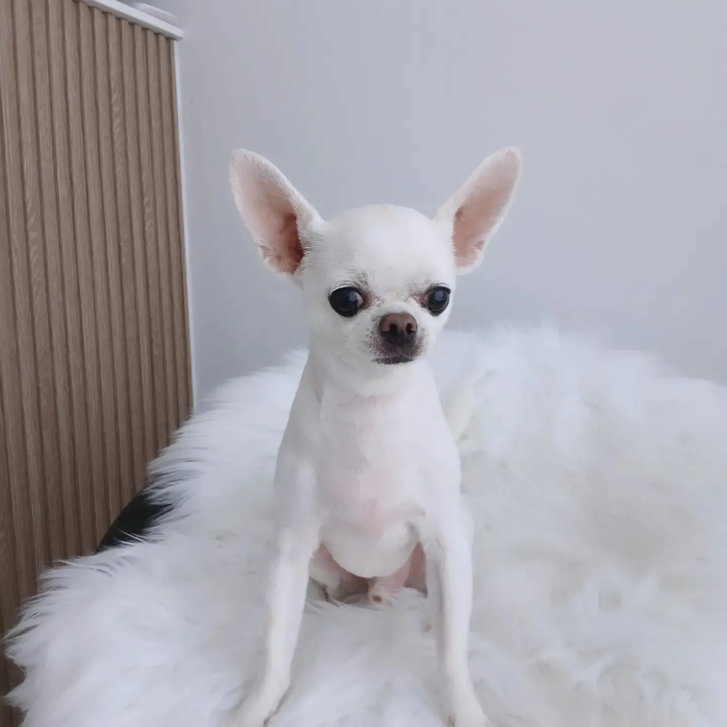 이미지 4
