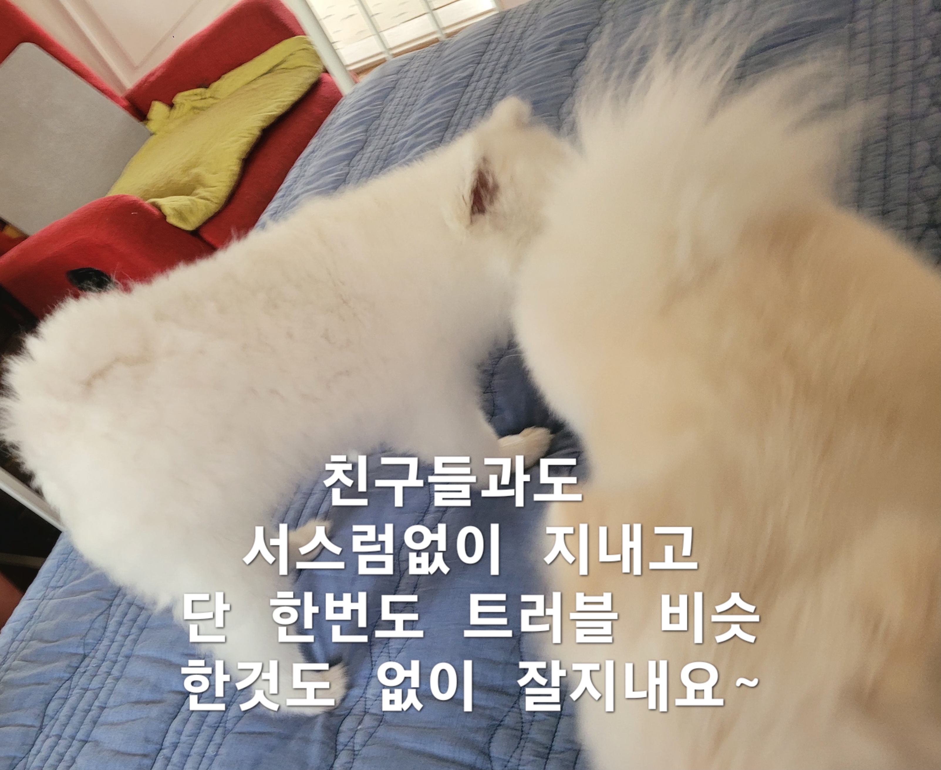 이미지 4