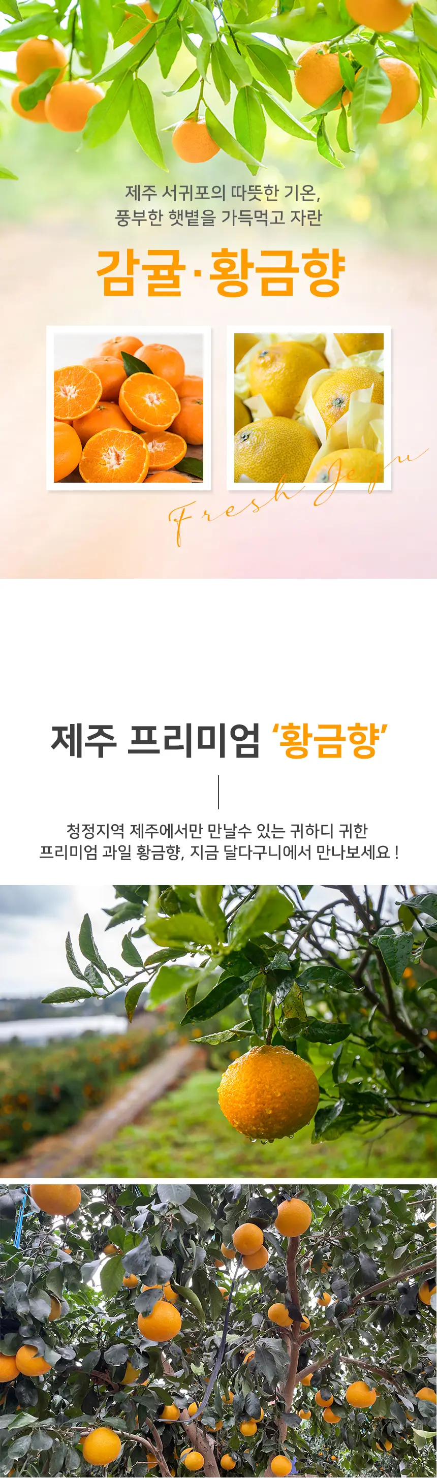 제주 감귤 상세페이지 / 장보경 - 숨고, 숨은고수