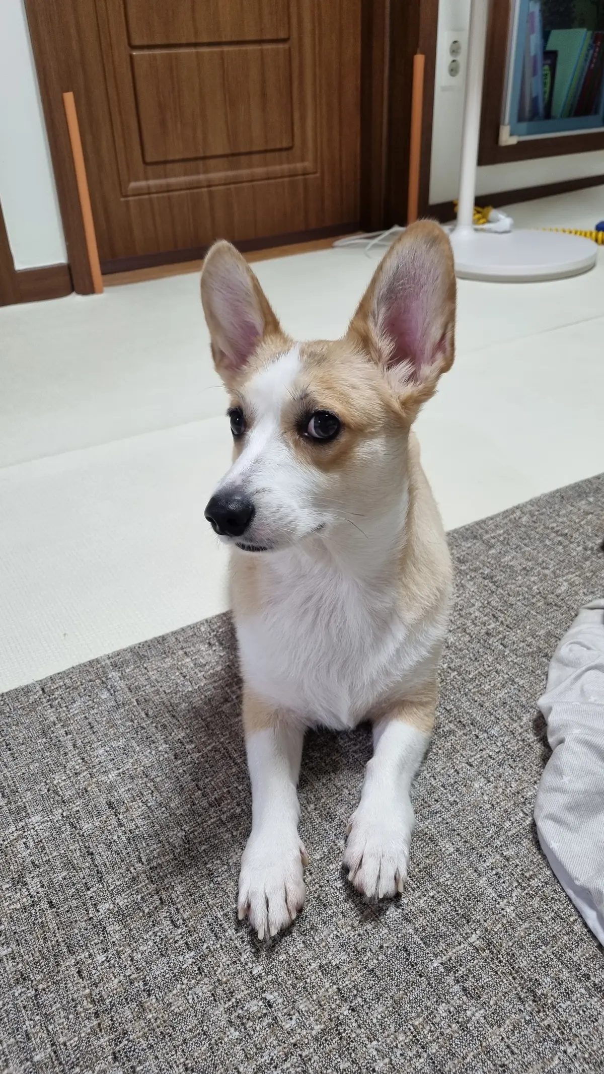 이미지 4