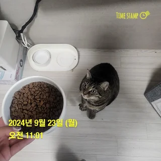 도메스틱숏헤러 고양이 삼치 홈케어