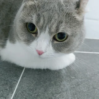 8    입주전 청소와 귀여운고양쓰