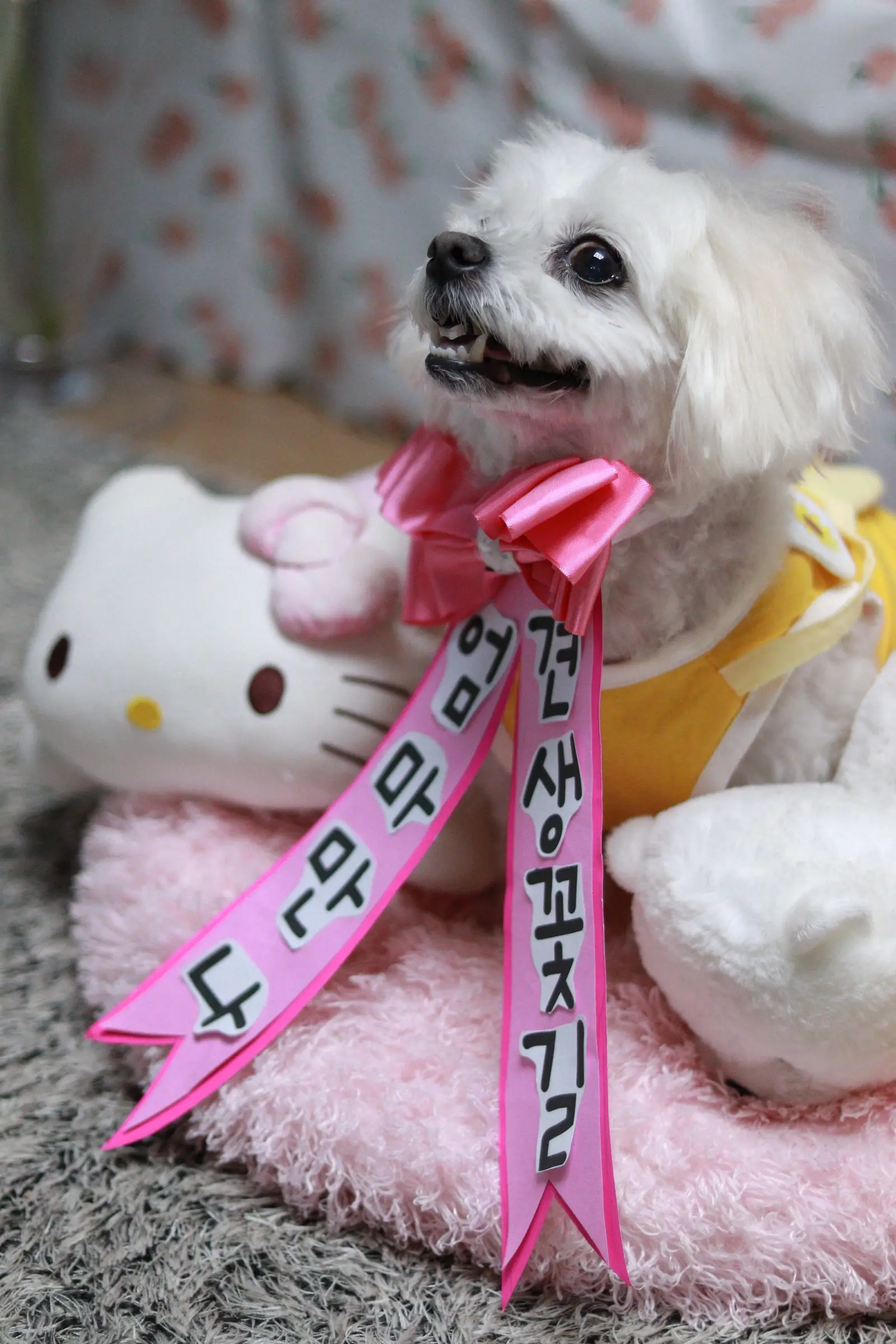 이미지 5