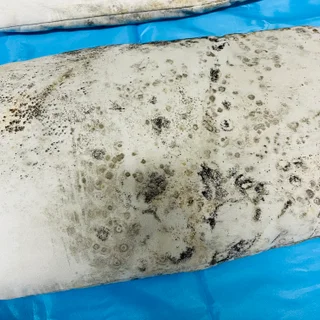 곰팡이가 아주 시커멓게 퍼져있던 소파