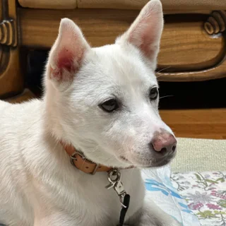 분리불안 & 산책, 예절교육