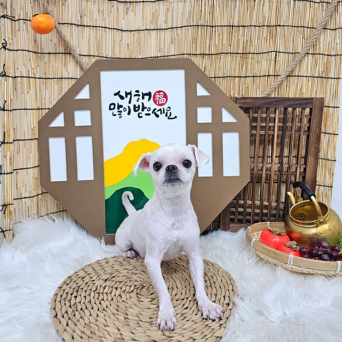 이미지 6
