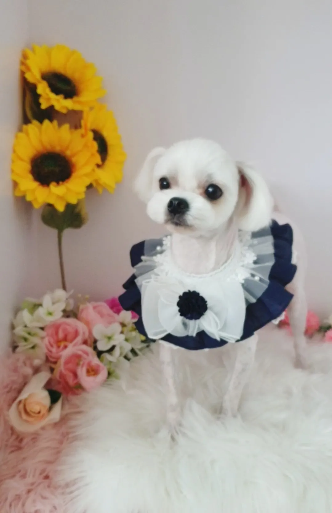 이미지 11