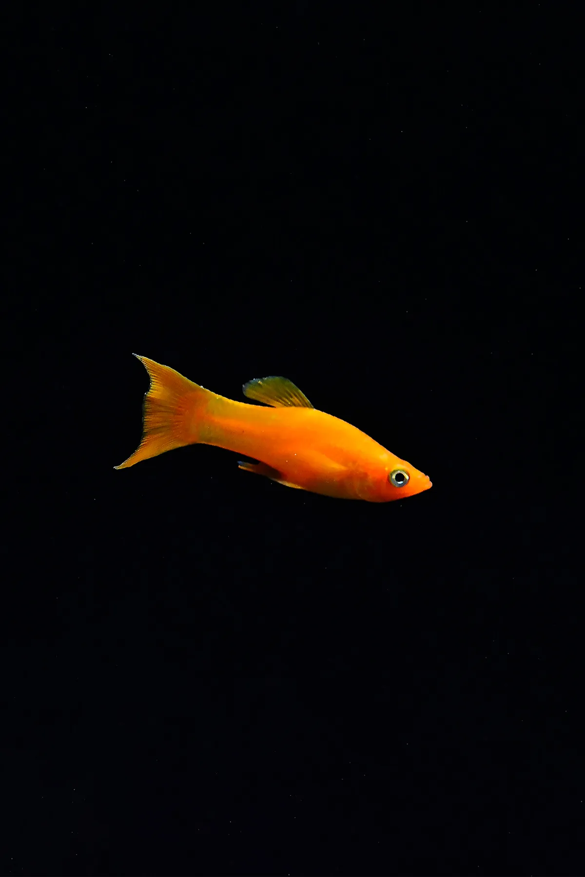 이미지 9