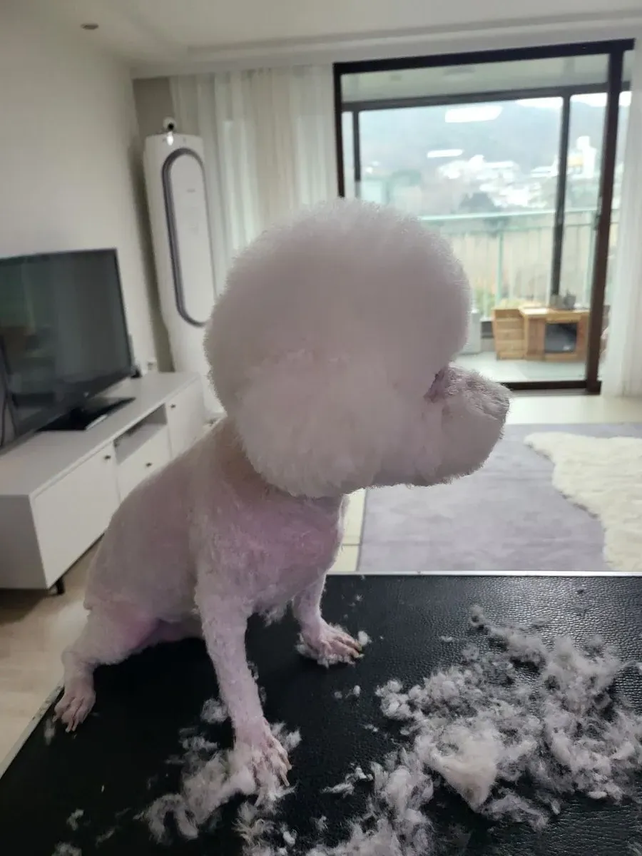 이미지 8
