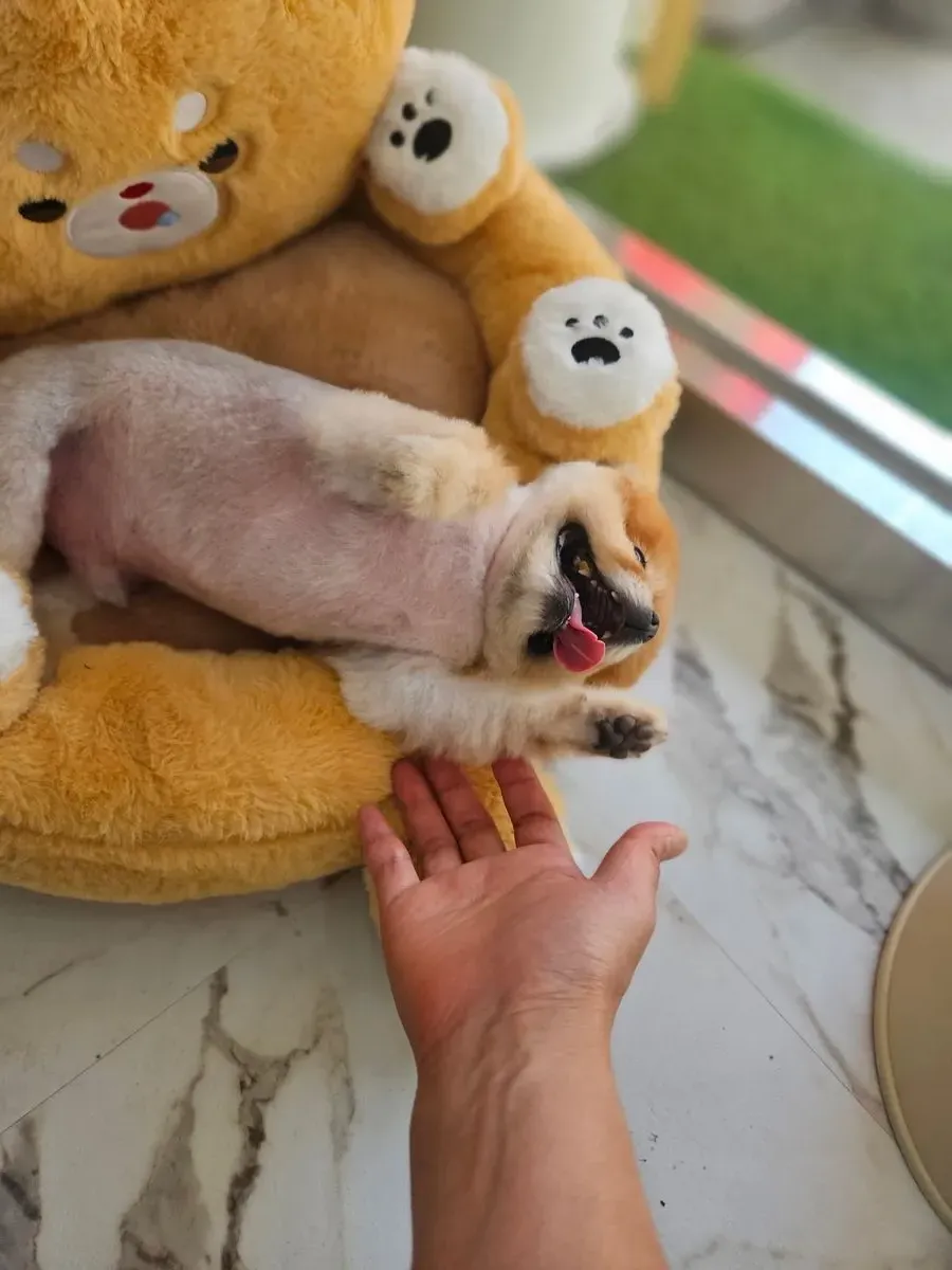 이미지 18