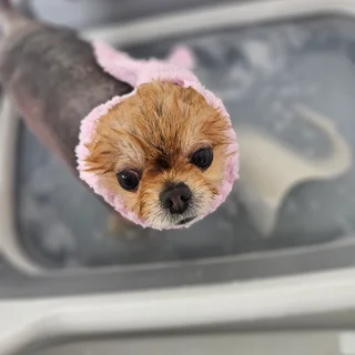 포메라니언강아지숲 pet방문후기